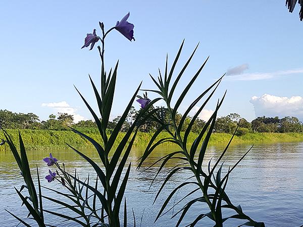 Cabañas Flotante Kurupira