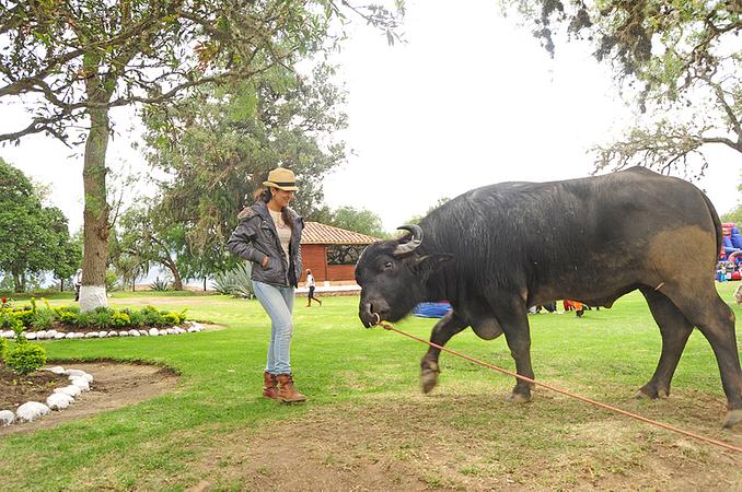 Granja De Avestruces