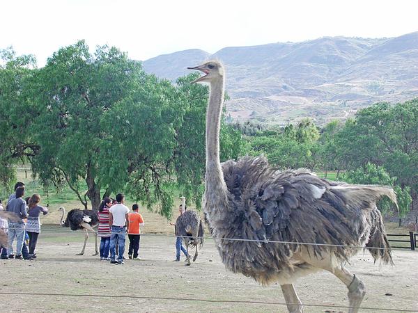 Granja De Avestruces