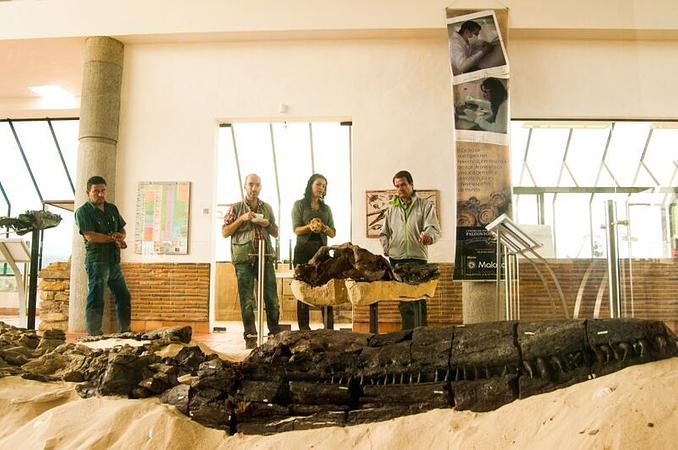 El Centro De Investigaciones Paleontologicas   Cip