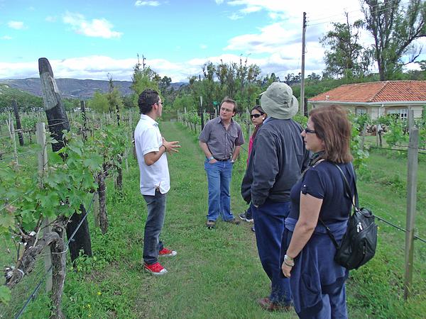 Viñedo De La Zona 