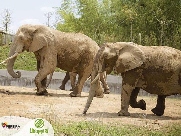 Bioparque Ukumarí