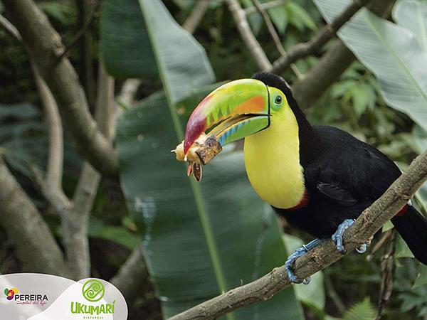 Bioparque Ukumarí