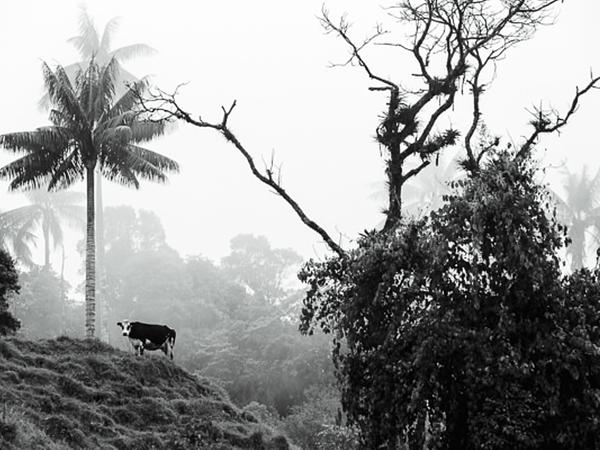 Visita Al Hato Ganadero