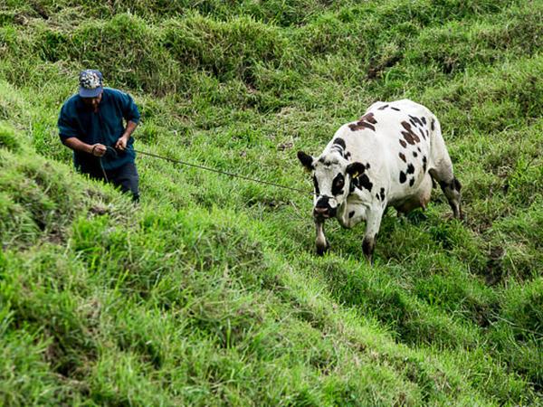 Visita Al Hato Ganadero