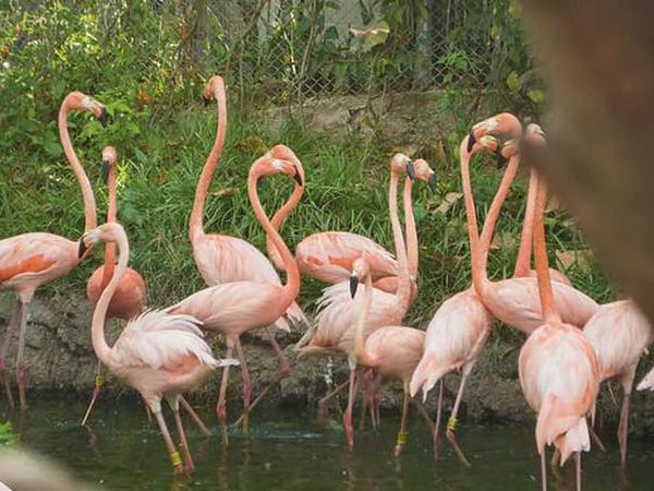 Bioparque Ukumarí