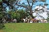 Horseback Riding in Tiuma Park