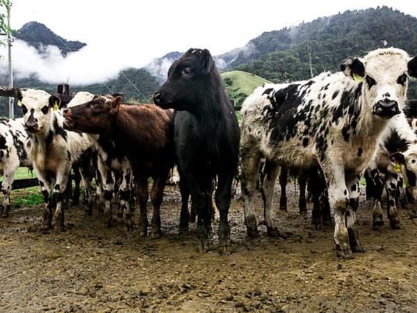 Visita Al Hato Ganadero