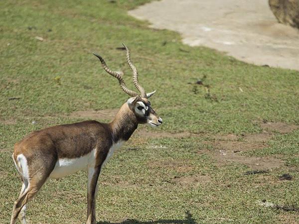 Bioparque Ukumarí