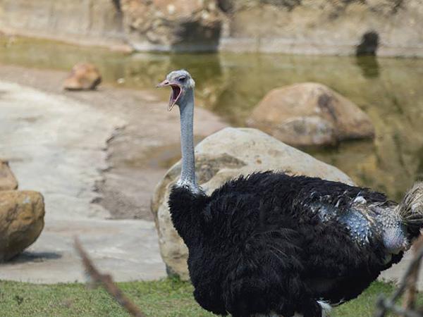 Bioparque Ukumarí