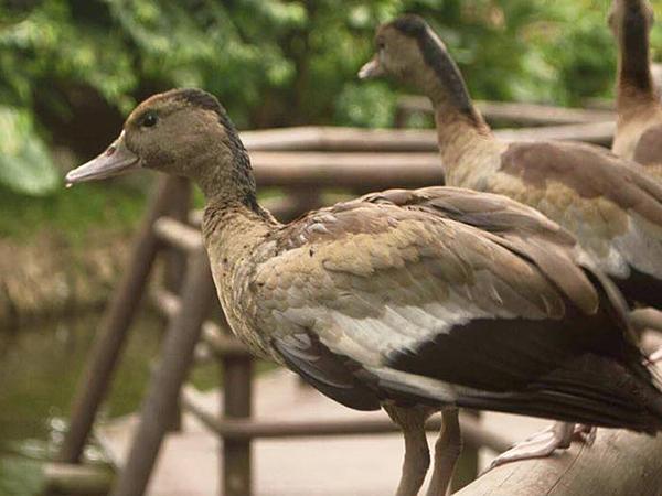 Bioparque Ukumarí