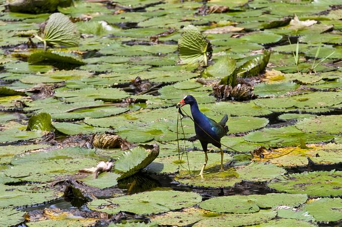 Caminatas Ecológicas En La Cosmopolitana