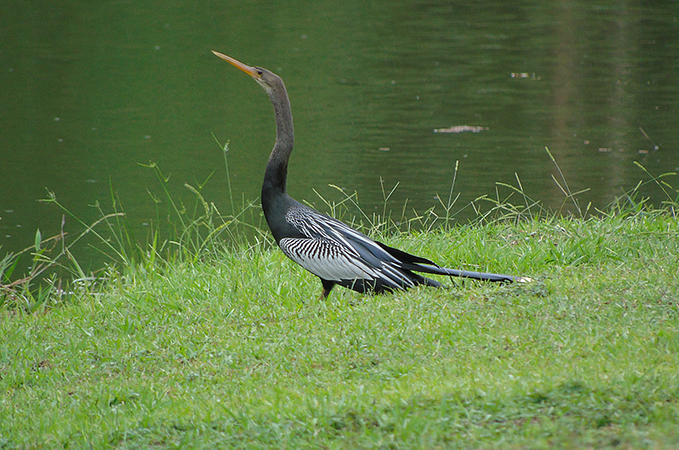 Reserva De Piedemonte