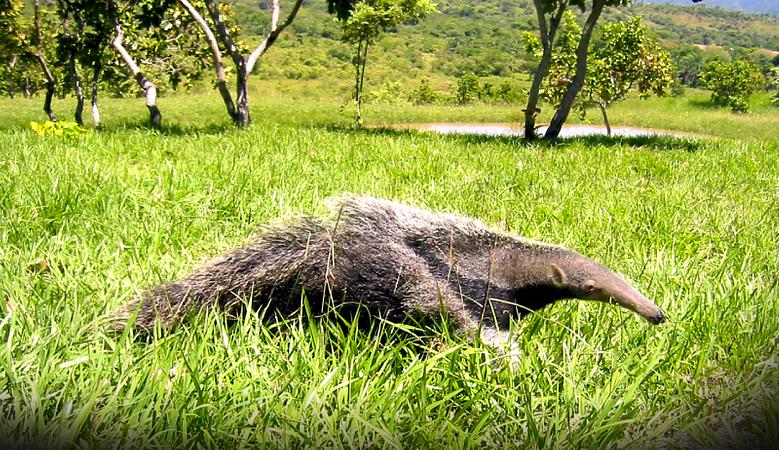 Piscilago Melgar   Parque Y Zoológico