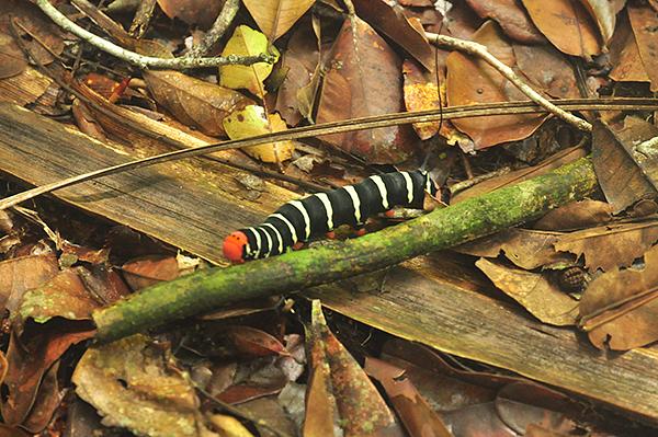 Reserva Natural Heliconia