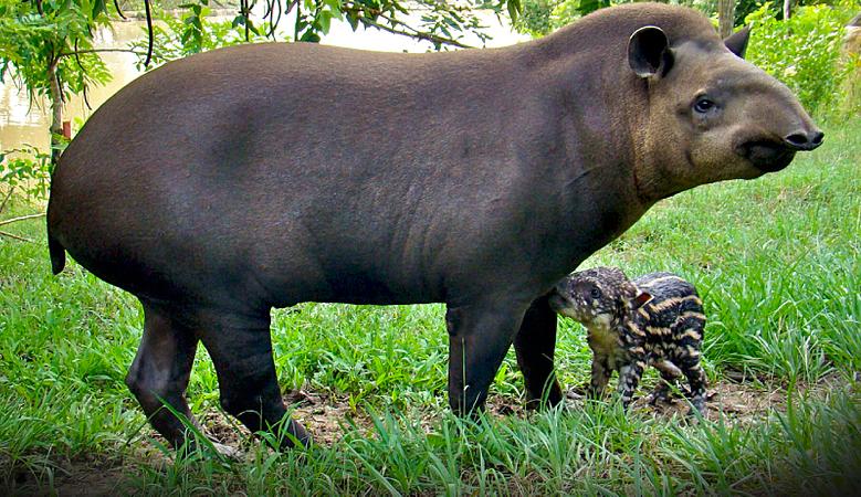 Piscilago Melgar   Parque Y Zoológico