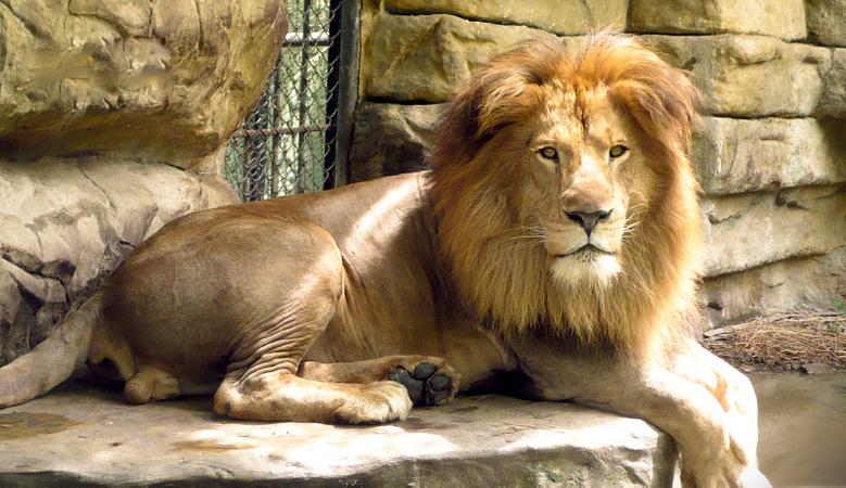 Piscilago Melgar   Parque Y Zoológico