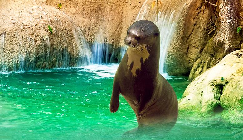 Piscilago Melgar   Parque Y Zoológico