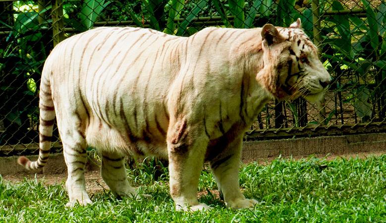 Piscilago Melgar   Parque Y Zoológico