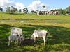 Pasaporte Aldea Mágica (Buggy Cerrero + Tiuma Ranch)