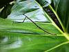 Reserva Natural Heliconia