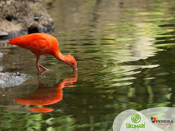 Bioparque Ukumarí